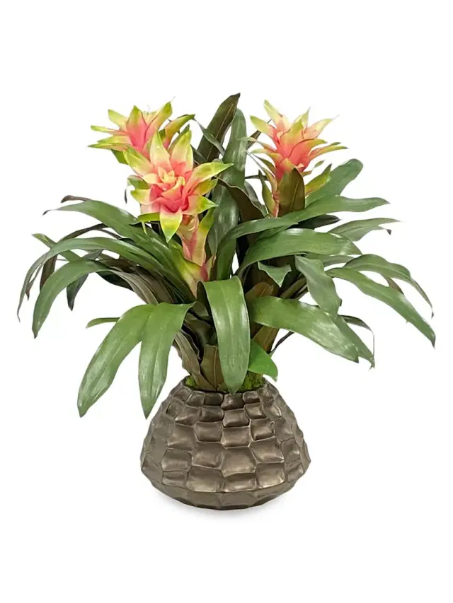 Winward Home Everyday Cache Pot Bromeliad