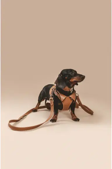 PAGERIE The Tascher Leash | Thumbnail 2 PAGERIE The Tascher Leash | Thumbnail 2