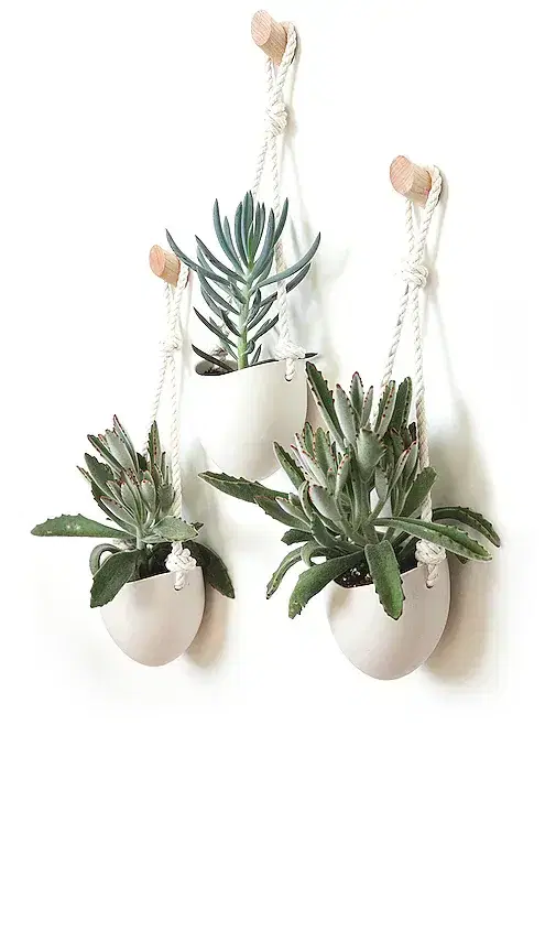 Light + Ladder Light + Ladder Spora Hanging Planter & Maple Hook Set