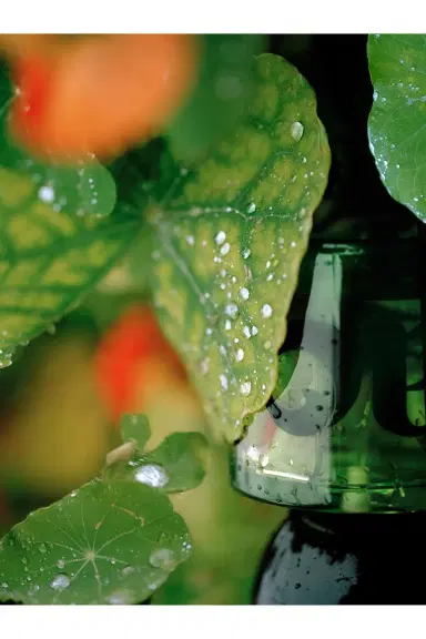 Vyrao I Am Verdant Eau De Parfum | Thumbnail 4