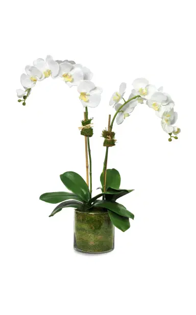 Diane James Designs White Phalaenopsis Orchid - White | Thumbnail 1 Diane James Designs White Phalaenopsis Orchid - White | Thumbnail 1