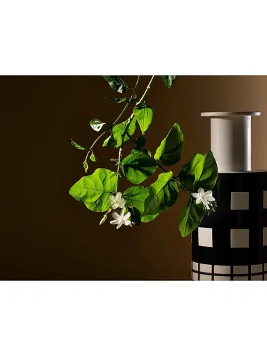 Acqua di Parma Gelsomino a Freddo Ambrosia Extrait de Parfum | Thumbnail 5