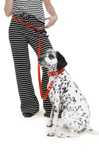 Little Beast Flower Power Dog Leash | Thumbnail 2 Little Beast Flower Power Dog Leash | Thumbnail 2
