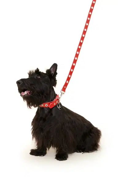 Little Beast Flower Power Dog Leash | Thumbnail 3 Little Beast Flower Power Dog Leash | Thumbnail 3