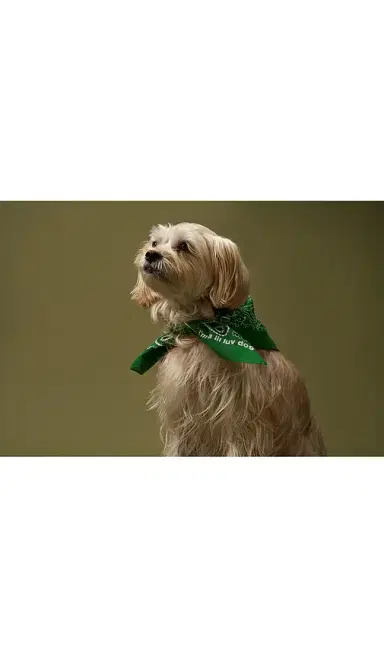 Lil Luv Dog Bandana | Thumbnail 2