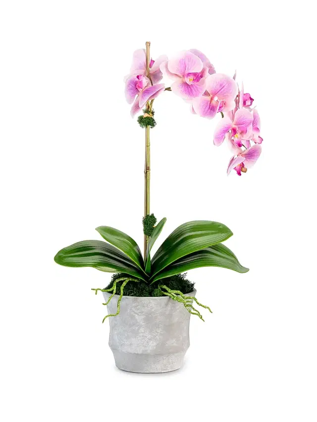 Clementine RealTouch Orchid Arrangement - Periwinkle