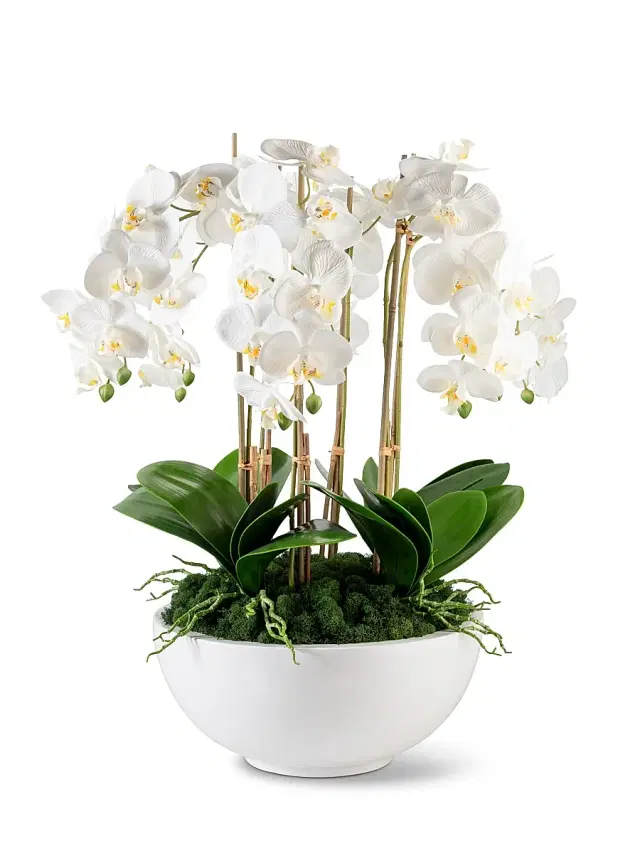 Jetta Oversized Real Touch Orchid Arrangement - White