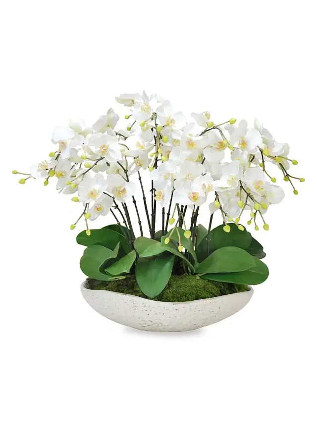 Winward Home Everyday Floral White Orchids In Terracotta Bowl