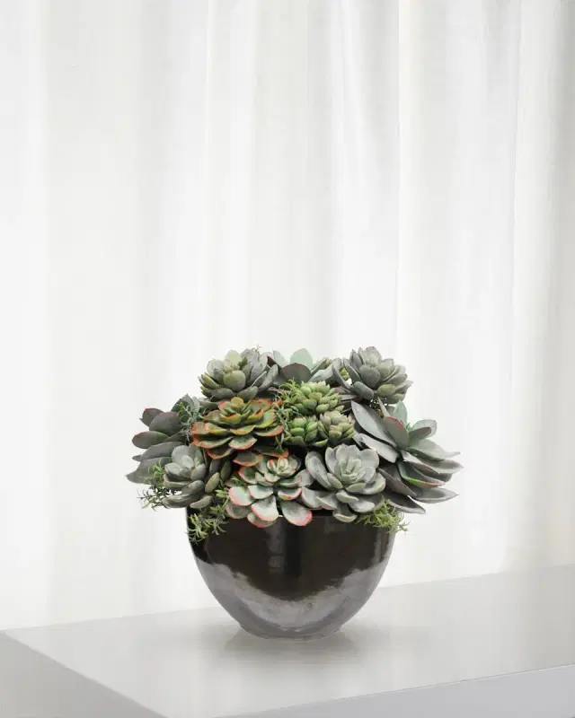 Winward Home Mix Succulent in Ceramic Bowl