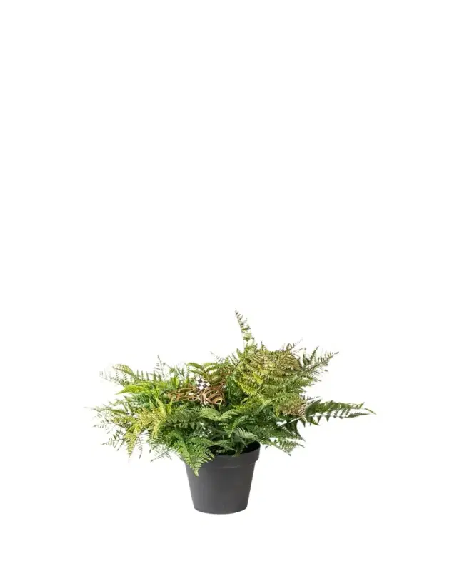 MacKenzie-Childs 26" Potted Fern with Bee