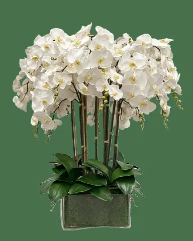 Winward Home Orchid in Glass Planter | Thumbnail 2
