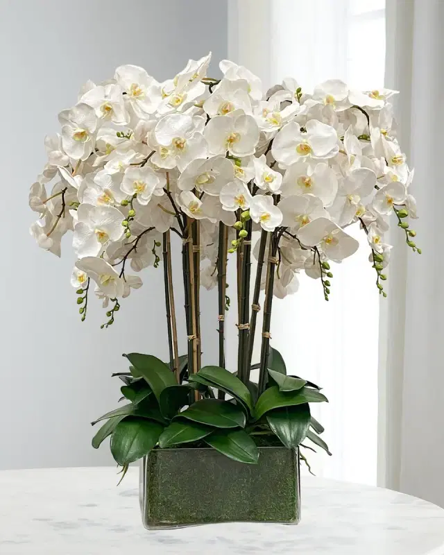 Winward Home Orchid in Glass Planter