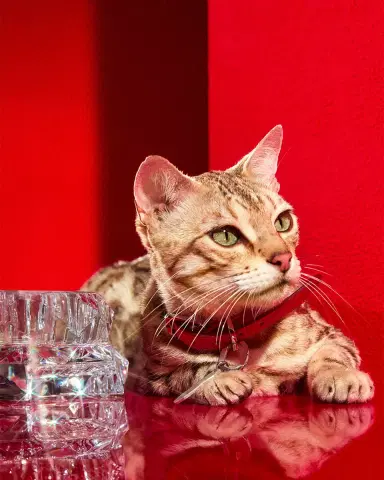 Baccarat Louxor Pet Collar, Small | Thumbnail 4 Baccarat Louxor Pet Collar, Small | Thumbnail 4