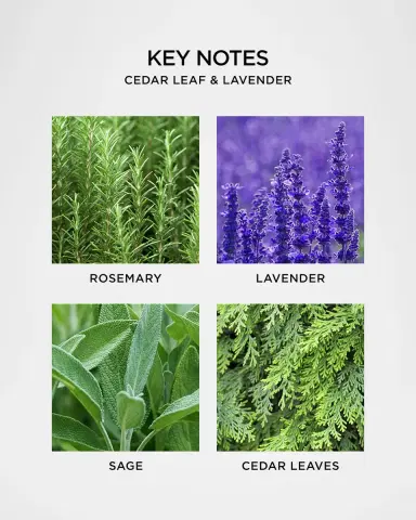 NEST New York Cedar Leaf & Lavender Liquid Soap, 10 oz. | Thumbnail 4