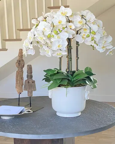 Winward Home Phalaenopsis in Cache Pot | Thumbnail 2
