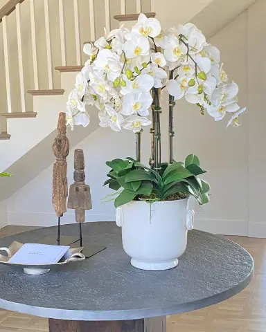 Winward Home Phalaenopsis in Cache Pot | Thumbnail 1