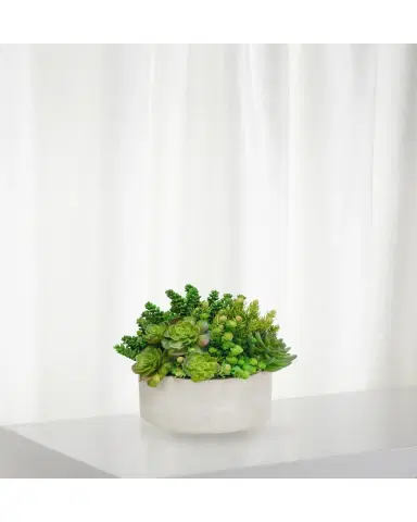 Winward Home Succulent in Garden Planter | Thumbnail 2