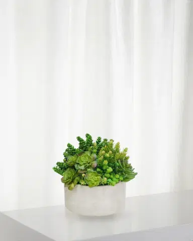 Winward Home Succulent in Garden Planter | Thumbnail 1