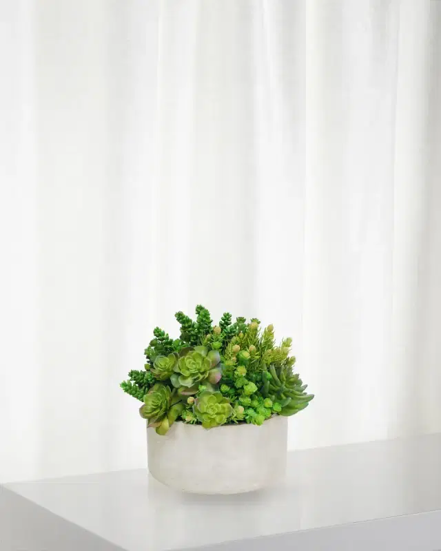 Winward Home Succulent in Garden Planter