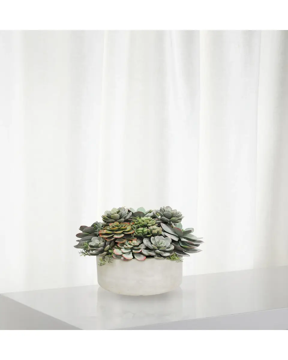 Winward Home Mix Succulent in Garden Planter | Thumbnail 2