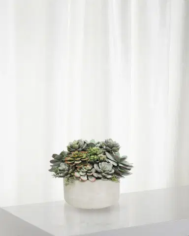 Winward Home Mix Succulent in Garden Planter | Thumbnail 1
