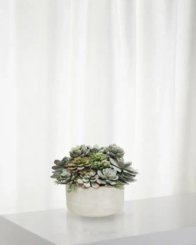 Winward Home Mix Succulent in Garden Planter