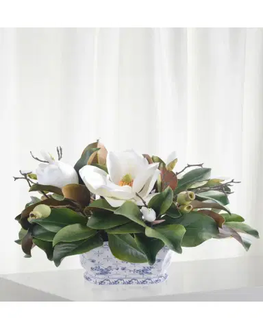Winward Home Magnolia in Pot | Thumbnail 2