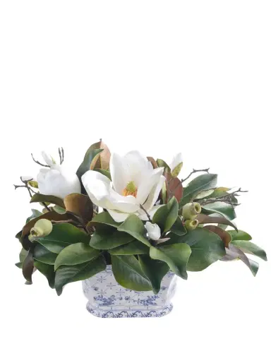 Winward Home Magnolia in Pot | Thumbnail 1