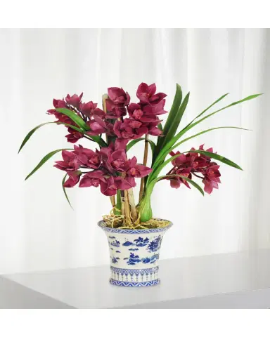 Winward Home Cymbidium in Oval Planter | Thumbnail 2