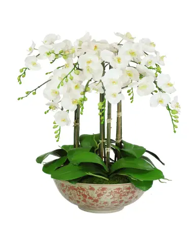 Winward Home Orchids in Long Life Bowl | Thumbnail 2