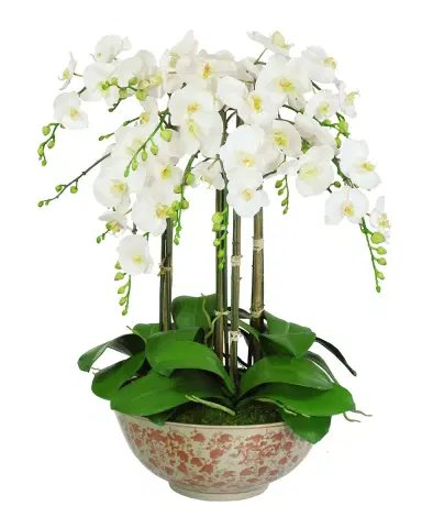 Winward Home Orchids in Long Life Bowl | Thumbnail 1