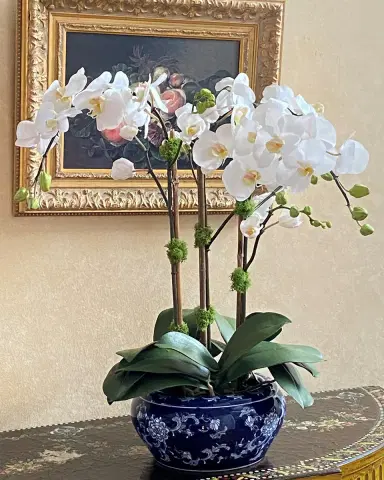 Winward Home Orchid in Fish Bowl | Thumbnail 1