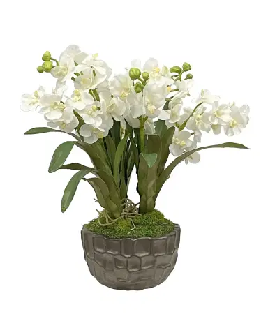 Winward Home Vanda Orchid in Bowl | Thumbnail 1
