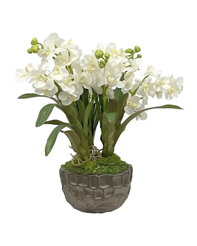 Winward Home Vanda Orchid in Bowl