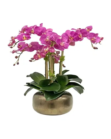 Winward Home Orchid in Artisanal Pot | Thumbnail 2