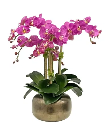 Winward Home Orchid in Artisanal Pot | Thumbnail 1