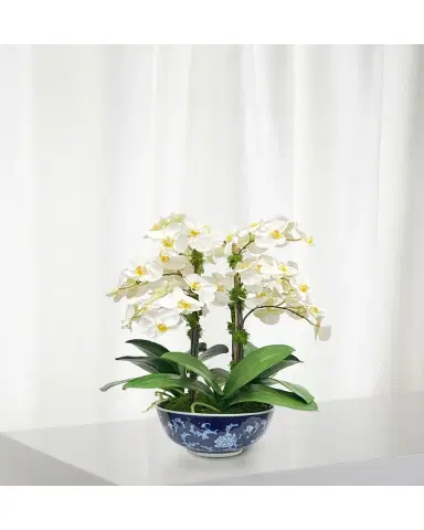 Winward Home Orchid in Longlife Bowl | Thumbnail 2