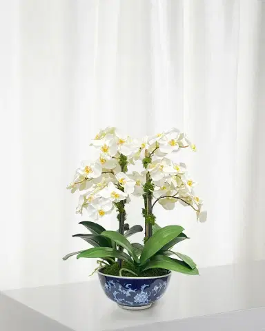 Winward Home Orchid in Longlife Bowl | Thumbnail 1