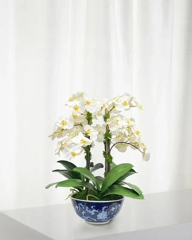 Winward Home Orchid in Longlife Bowl