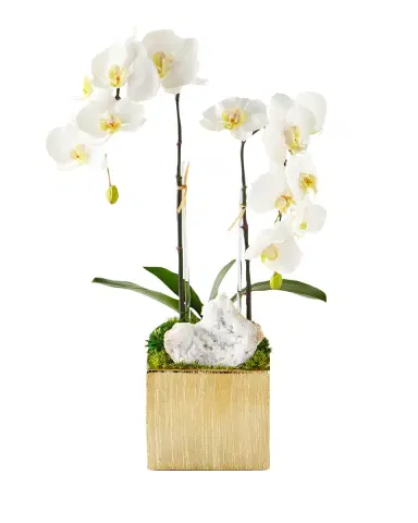 T & C Floral Company Orchids in Square Containers | Thumbnail 2