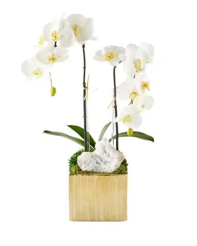 T & C Floral Company Orchids in Square Containers | Thumbnail 1