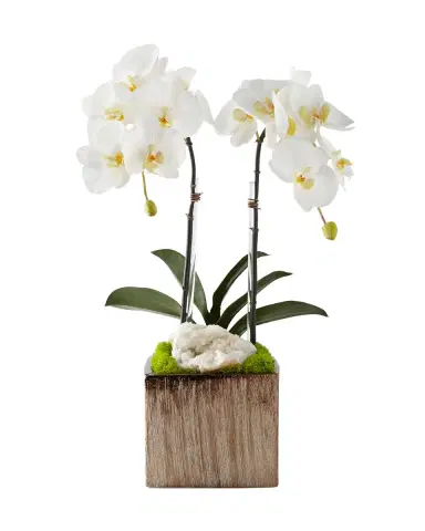 T & C Floral Company Orchids in Square Containers | Thumbnail 2
