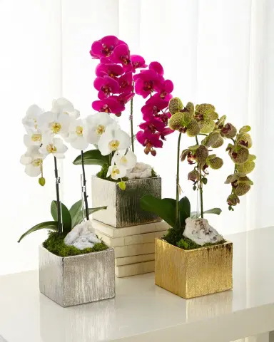 T & C Floral Company Orchids in Square Containers | Thumbnail 3