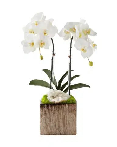 T & C Floral Company Orchids in Square Containers | Thumbnail 1
