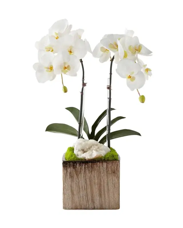 T & C Floral Company Orchids in Square Containers