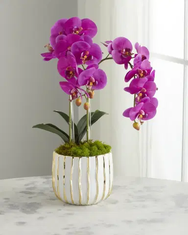T & C Floral Company White Orchid in White/Gold Pot | Thumbnail 1 T & C Floral Company White Orchid in White/Gold Pot | Thumbnail 1