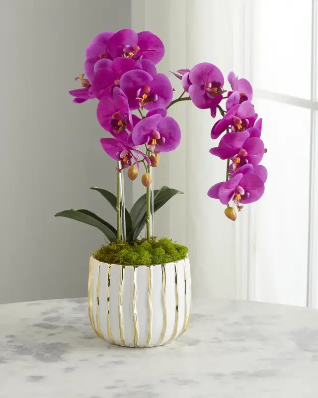 T & C Floral Company White Orchid in White/Gold Pot