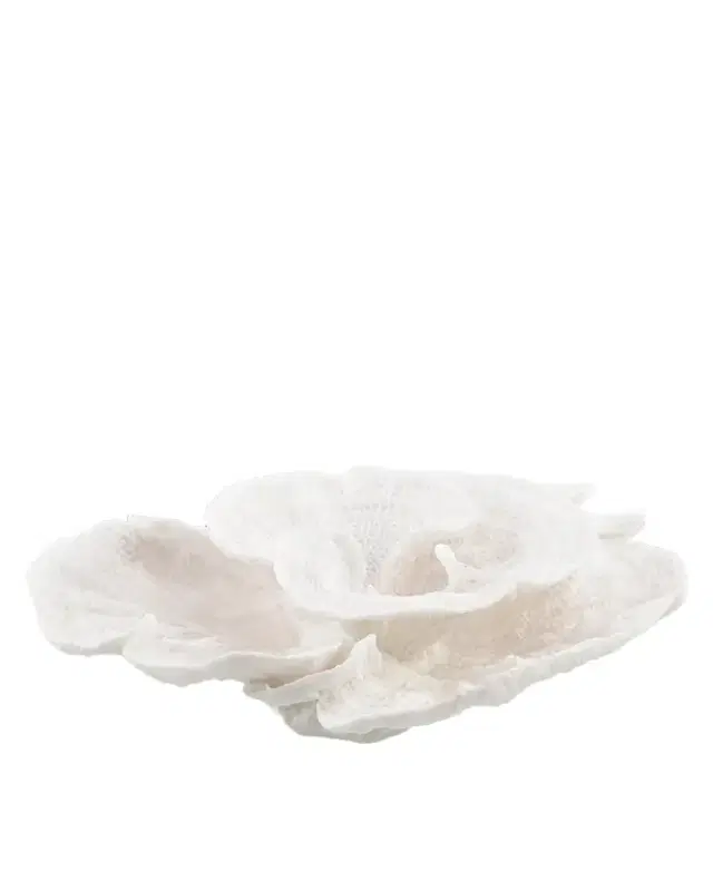 John-Richard Collection Foliose