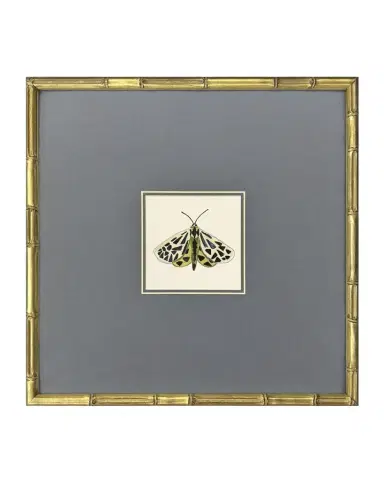 Paragon Decors "Pastel Moths I" Framed Giclees by Farida Zaman | Thumbnail 1