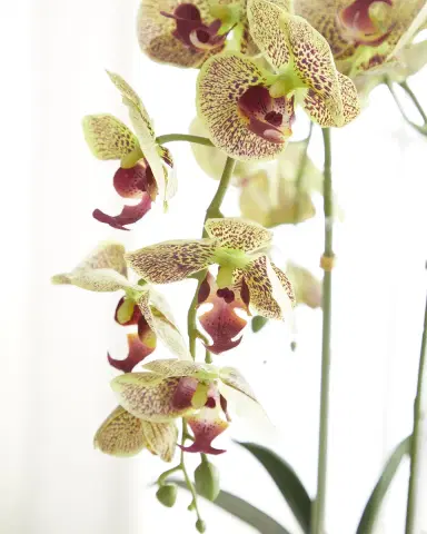 T & C Floral Company Double Orchid Faux Floral in Gold-Rimmed Ceramic Container - 22" | Thumbnail 2 T & C Floral Company Double Orchid Faux Floral in Gold-Rimmed Ceramic Container - 22" | Thumbnail 2